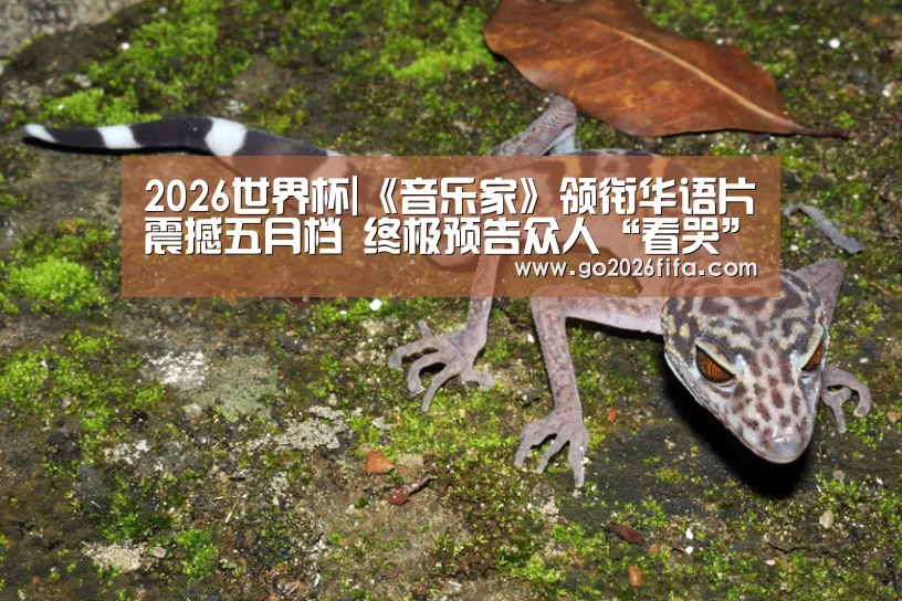 2026世界杯
